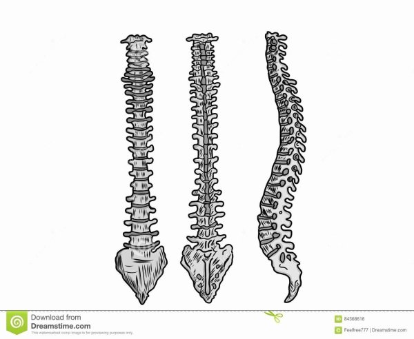 Скелет торса человека анатомия