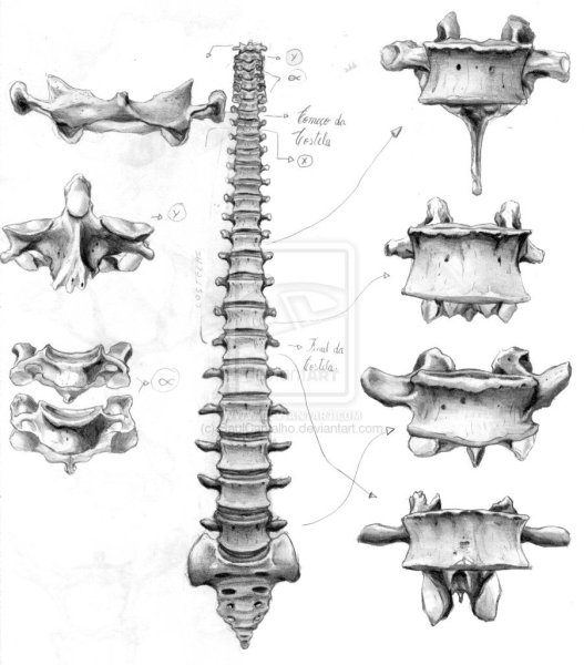 Позвоночник референс