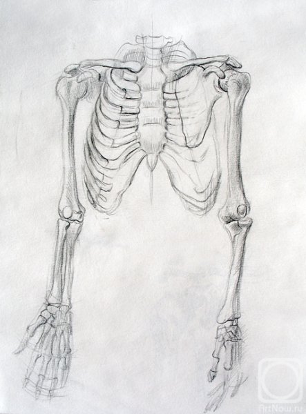 Скелет грудная клетка Баммес