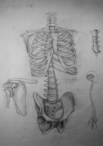 Позвоночник черно белый