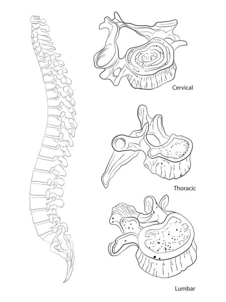 Позвоночник силуэт
