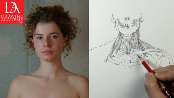 Ключицы рисунок