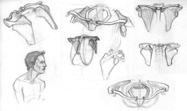 Анатомия ключица человека Баммес
