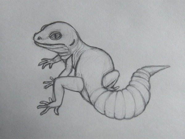 Ящерица рисунок