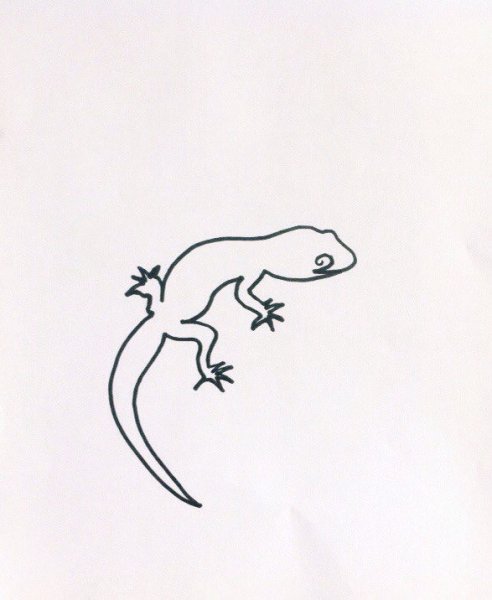 Эублефар нарисовать