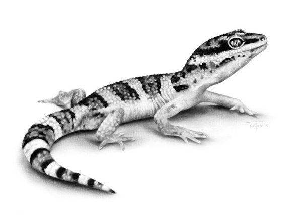 Эублефар черный