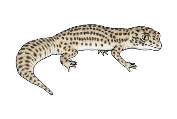 Раскраска геккона эублефара