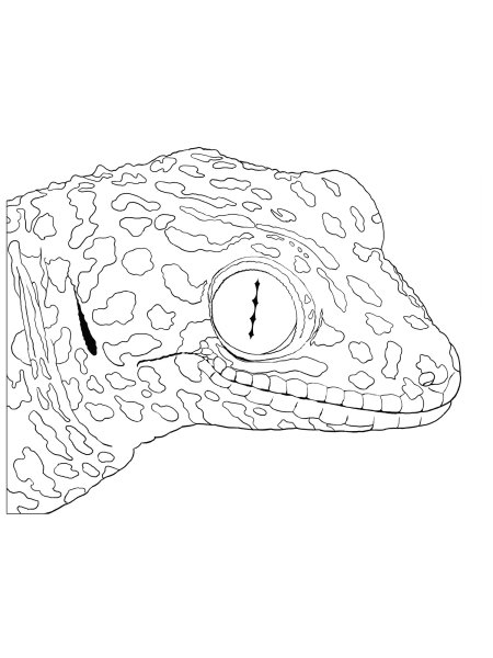 Раскраска геккон эублефар