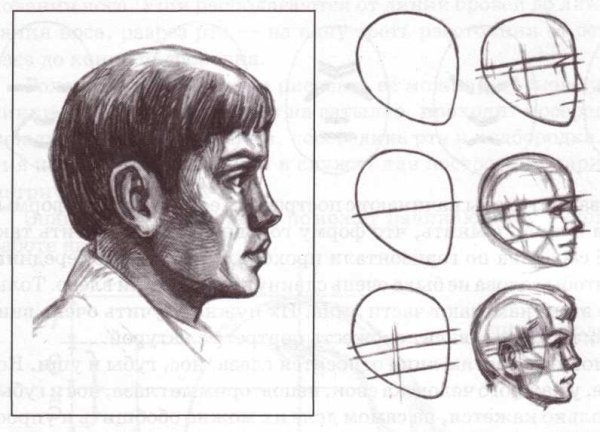 Этапы рисования головы человека