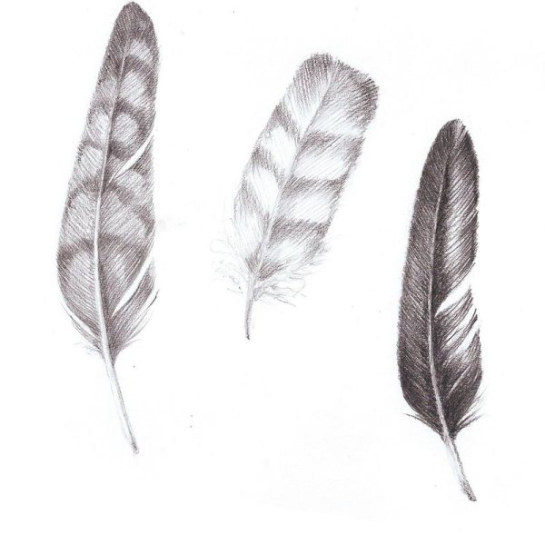 Перо голубя рисунок