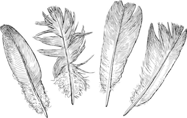 Перо голубя рисунок