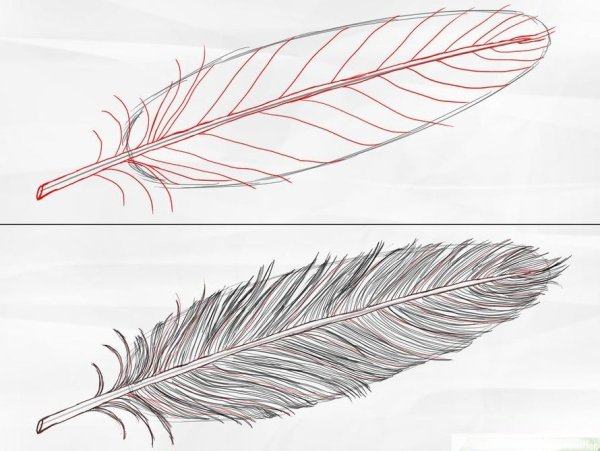 Перо голубя рисунок