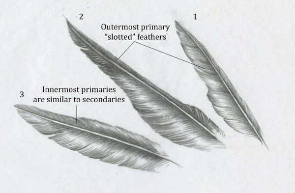 Перо рисунок карандашом для детей