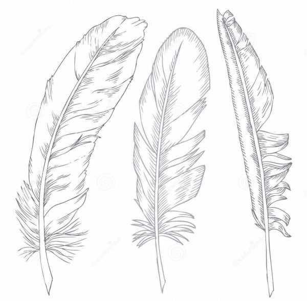 Зарисуйте перья птиц