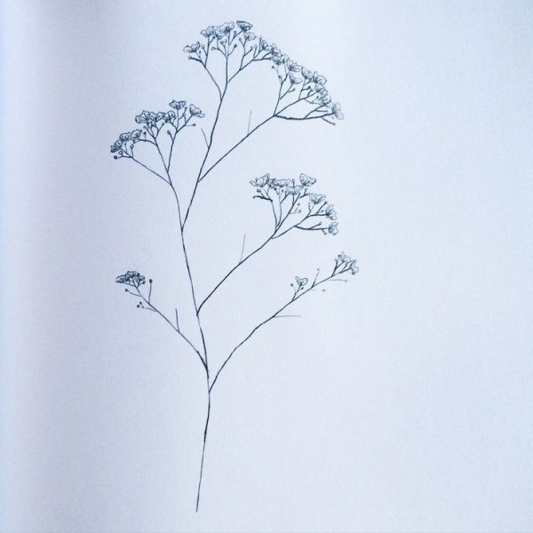 Гипсофилы эскиз