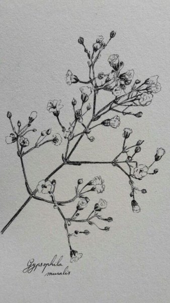 Ботаническая иллюстрация гипсофила