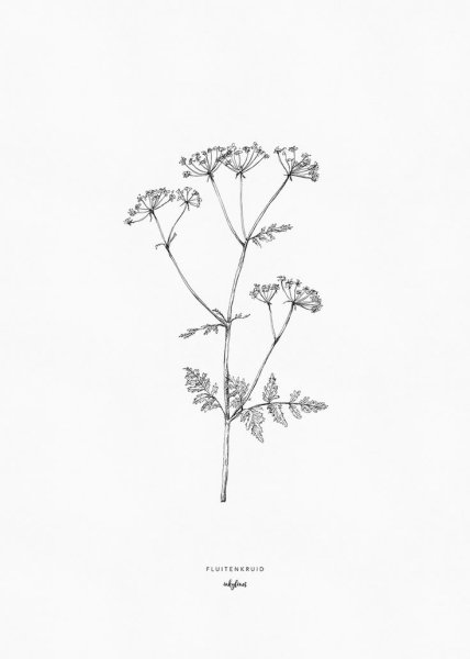 Тату гипсофила