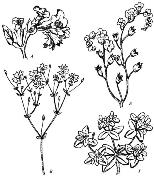 Симподиальные соцветия