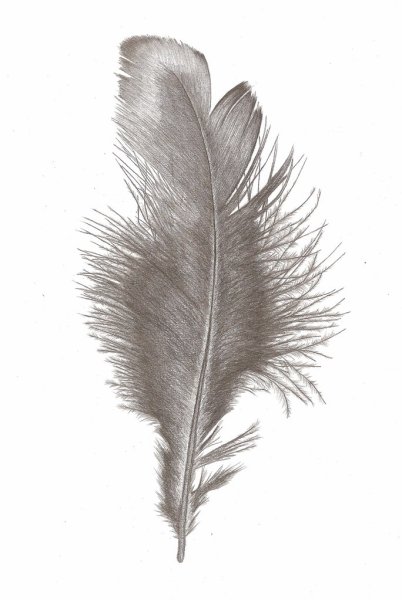 Перо Совы карандашом