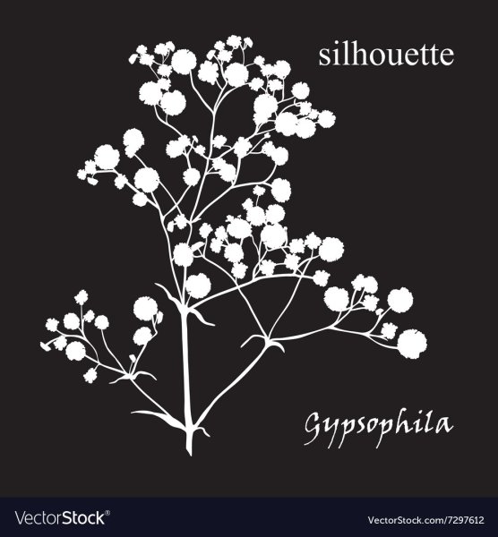 Гипсофилы эскиз