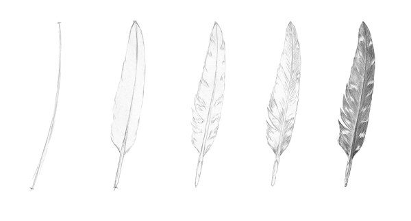 Поэтапное рисование пера