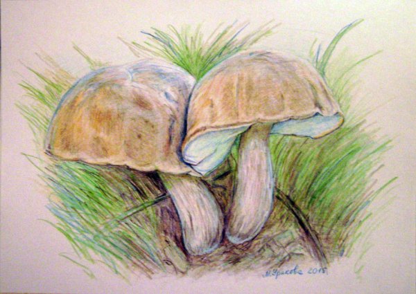 Грибы карандашом