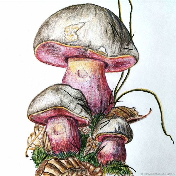 Грибы цветными карандашами