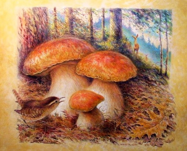 Грибы цветными карандашами