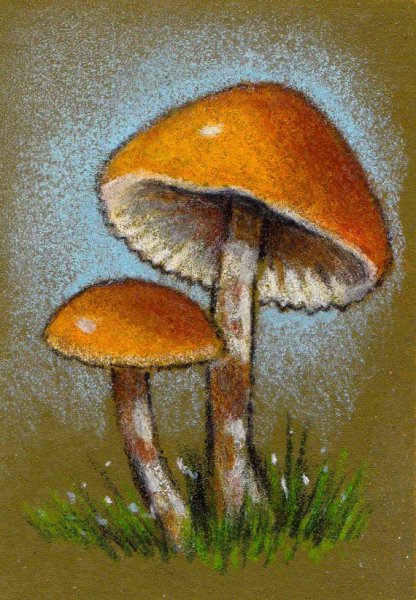 Грибы пастелью