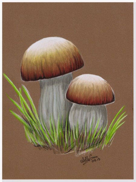 Грибочки цветными карандашами