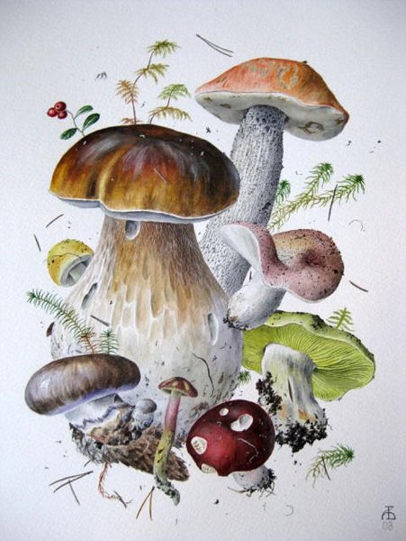 Александр Вязьменский грибы