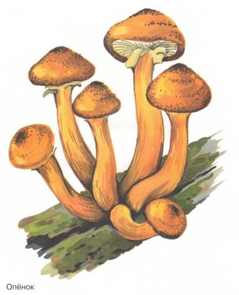 Ложные опята гриб рисунок
