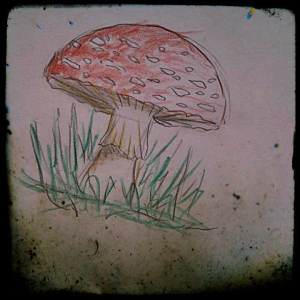 Грибы маркерами