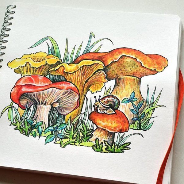 Редкие грибы рисунок