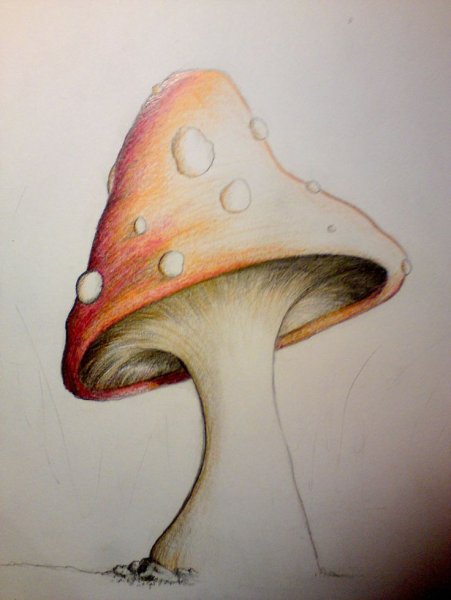 Рисование грибы в лесу