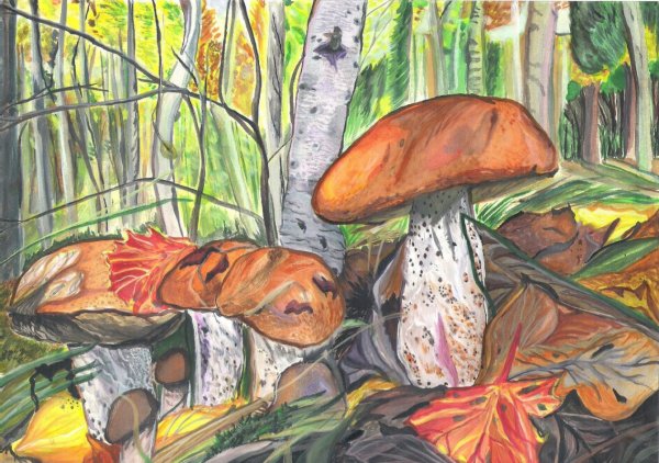 Гриб Боровик рисунок