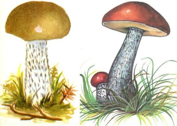 Поэтапное рисование гриба