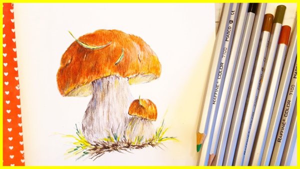 Рисунки грибов