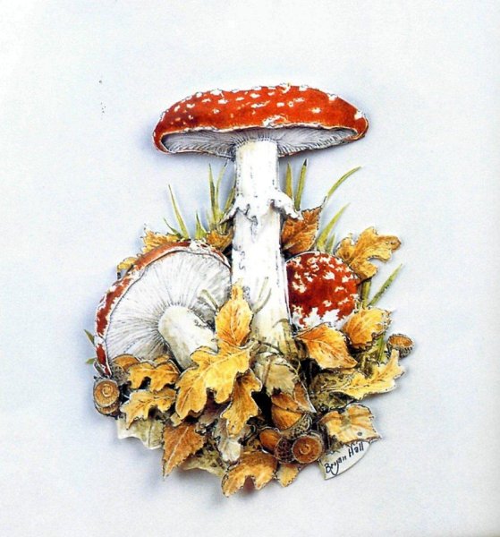 Земляника вышивка с грибами