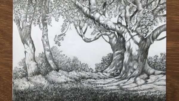 Красивый лес карандашом