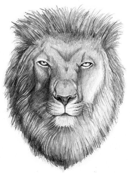 Голова Льва анфас