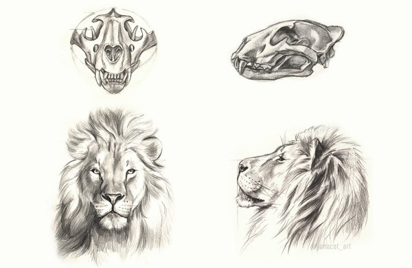 Лицо Льва трафарет