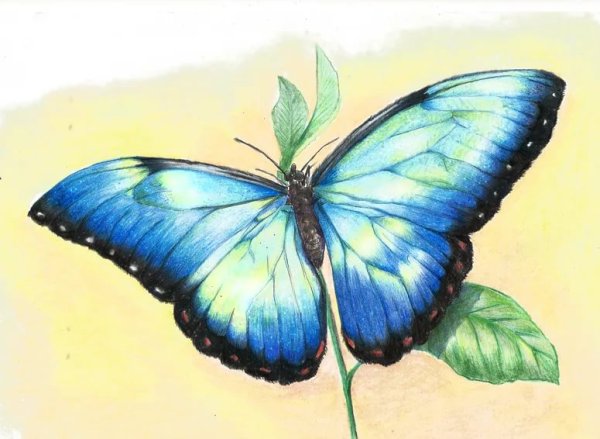 Рисование бабочек цветными карандашами