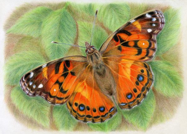 3д рисунки цветными карандашами