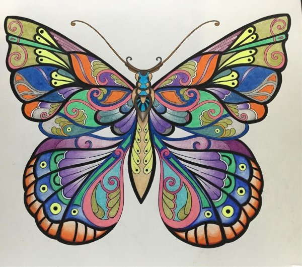 Бабочка рисунок
