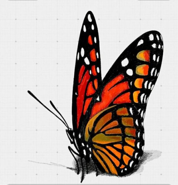 Бабочка рисунок реалистичный