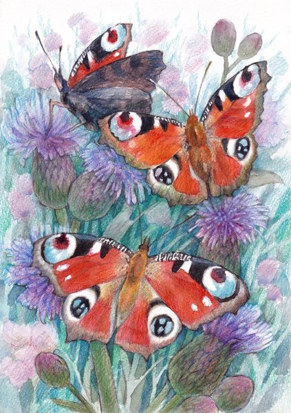 Бабочка для срисовывания