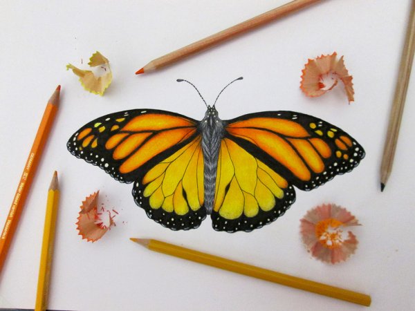 Разукрасить бабочку карандашом цветными