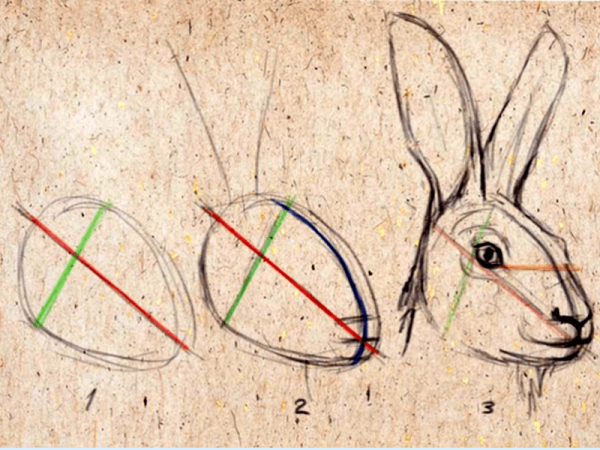 Анатомия морды зайца