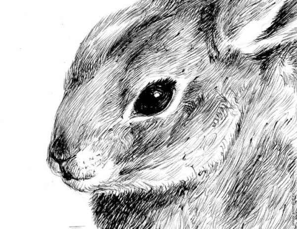 Кролик штрих